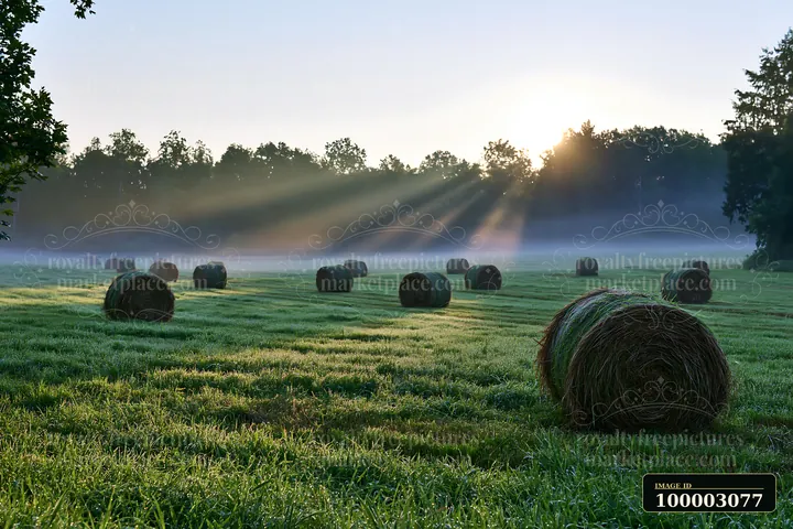 Sunbeams over a misty meadow shine through trees, highlighting freshly cut hay bales on green grass.
