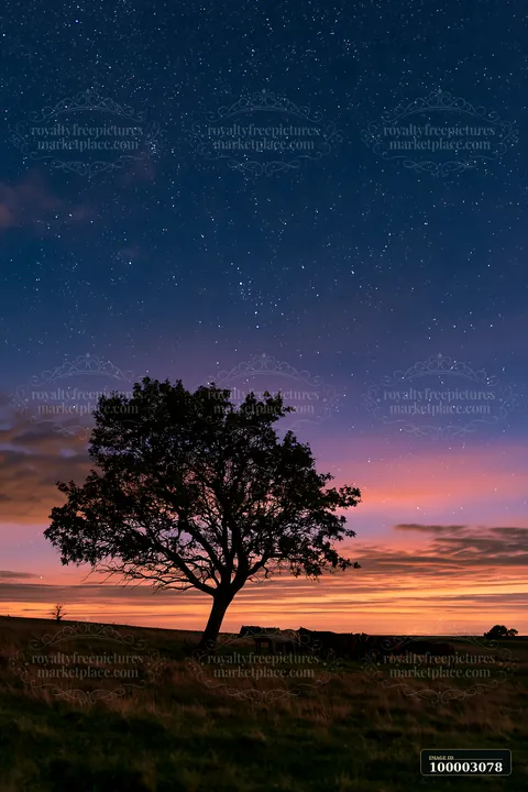 A wild horse herd silhouetted against stars, grazing beneath a tree during twilight.