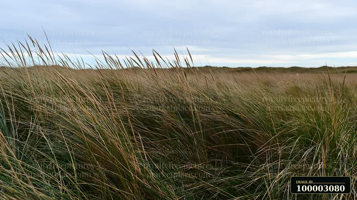 Tall meadow grass sways gently as the wind blows across the open field.