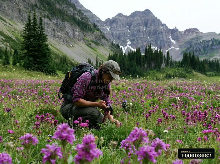 A person crouches in a wildflower meadow below rocky peaks, observing colorful blooms in the landscape.
