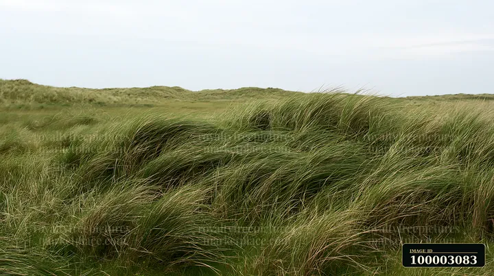 Tall meadow grass sways as the wind blows through it in a rural field.