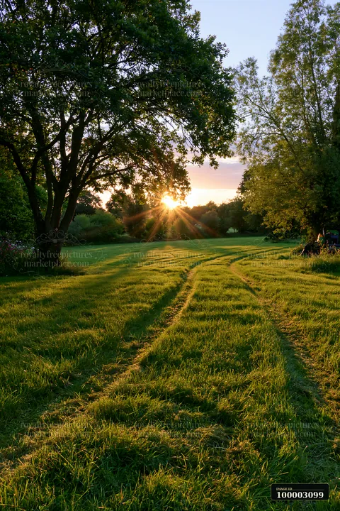Freshly cut meadow rows stretch through the landscape as the sun sets behind the trees.