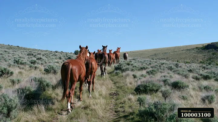 A group of wild horses moves along a dirt path through a grassy area in a remote wilderness setting.
