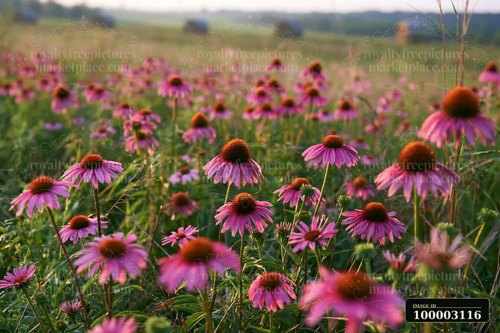 Echinacea flowers in prairie fill the scene with their vibrant colors amid green grass.