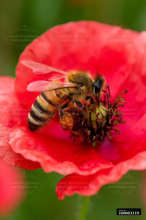 A honey bee with full pollen sacs gathers nectar from a bright poppy flower.