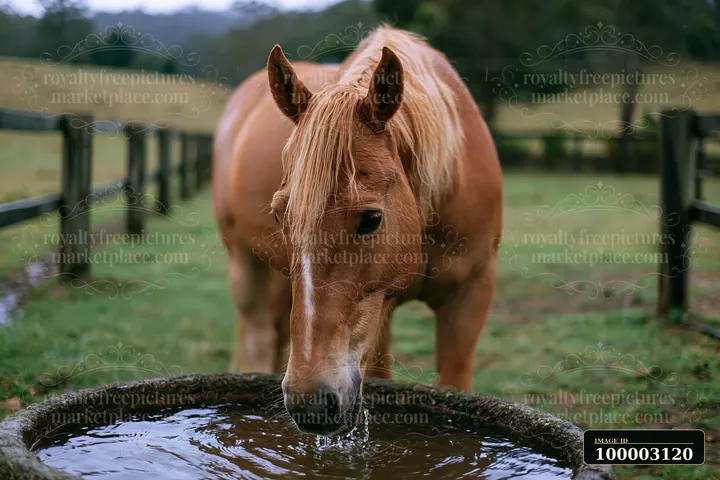 A horse in a paddock is drinking from a water trough amidst light rain.