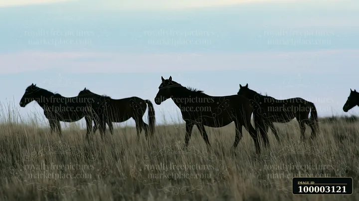 A wild horse herd viewed through tall grass grazes in an open field under a clear sky.