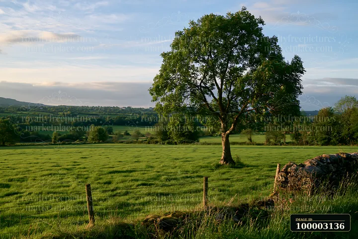 A lone tree stands in a meadow surrounded by green grass and distant hills.