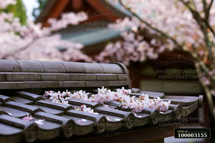 Cherry blossoms cover the roof of a traditional Japanese temple as soft petals fall in spring.
