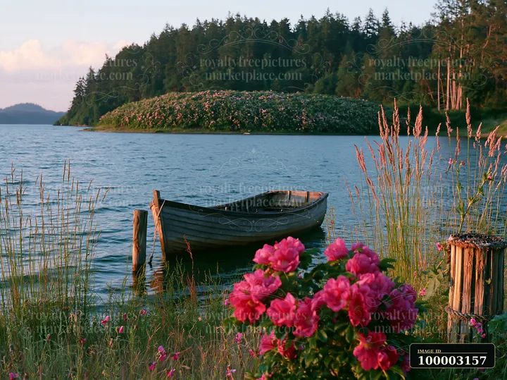 A small boat is tied near the shoreline of a lake with an island covered with sweet peas in the background.