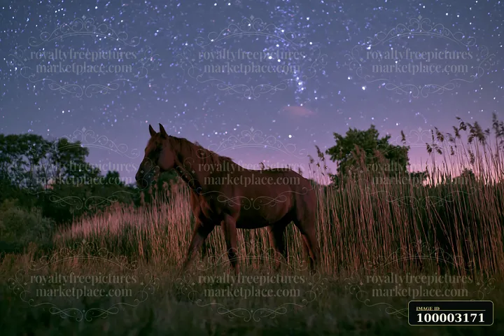 Horses crossing a field beneath stars in a rural area at night.