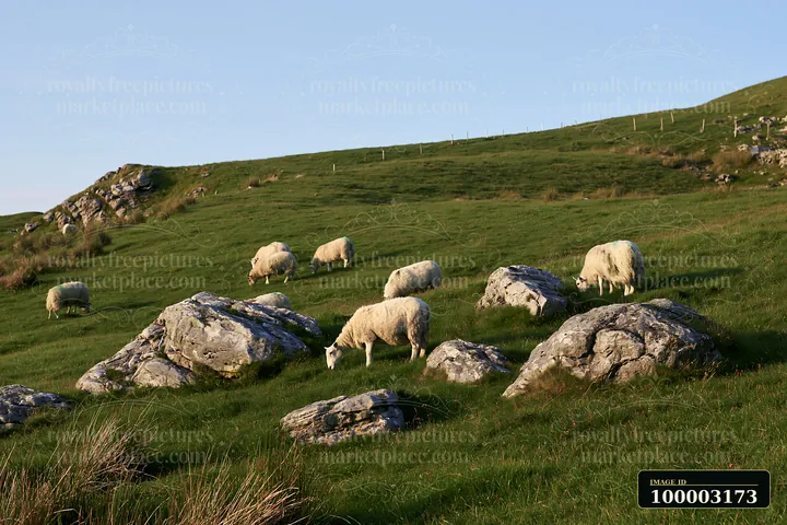 Sheep grazing on meadow hillside near rocky outcrops.