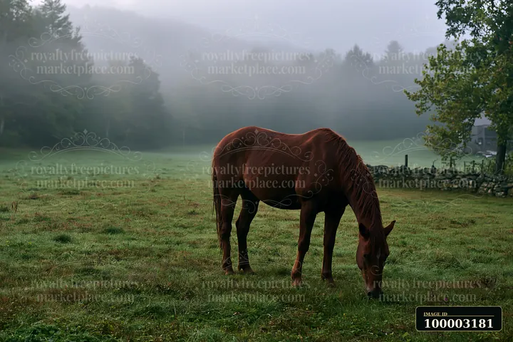 A horse grazes in a meadow surrounded by fog, with trees and hills in the background.