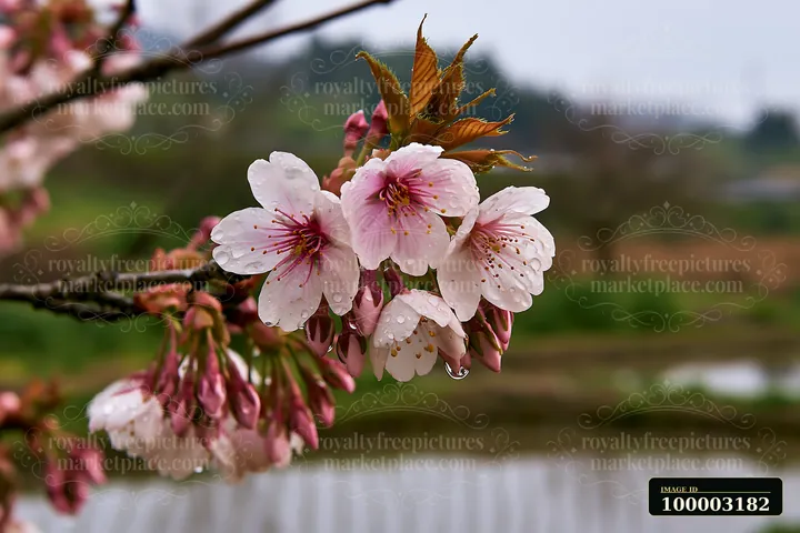 Cherry blossoms beside rice fields in Japan display delicate pink flowers with raindrops, showcasing the beauty of nature in spring.