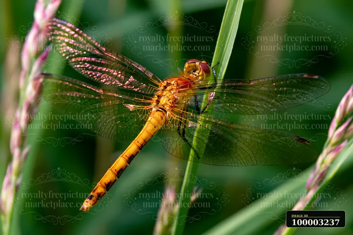 A dragonfly rests on a tall blade of grass in a meadow as the wind blows through meadow grass.