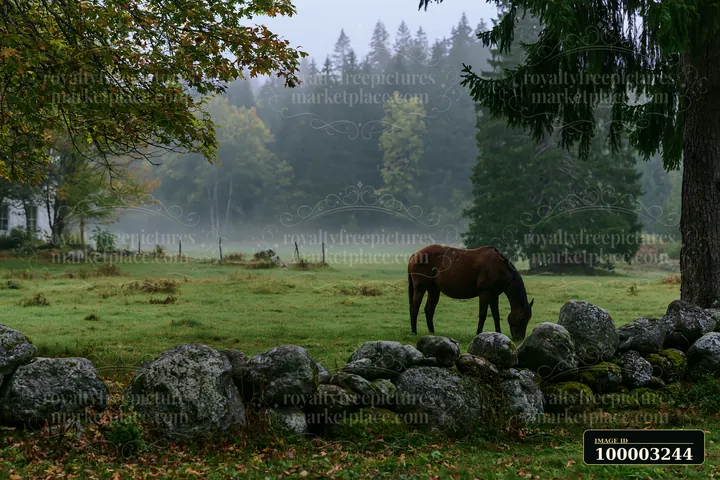A horse grazes peacefully near a stone wall in a meadow as fog drifts across the landscape.