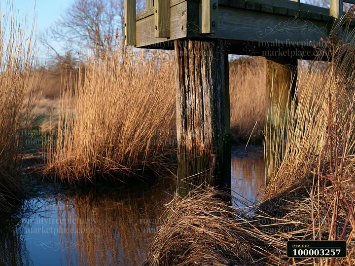 Wooden piling beneath a pier stands in shallow water surrounded by tall grass.