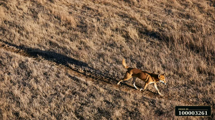 A rare dog breed photographed from above walks along a dirt path in a dry field.