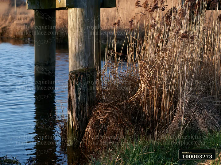 Wooden piling beneath a pier stands in water, surrounded by tall grass and reeds.