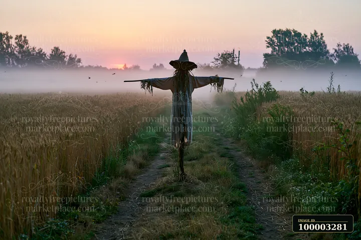 A scarecrow in a barley field faces the setting sun while mist rises along the ground.
