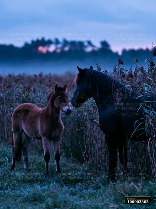 Two horses are in a meadow under a moonlit sky at dusk.