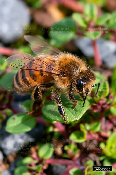 A honey bee resting on a green leaf, surrounded by small plants and gravel.