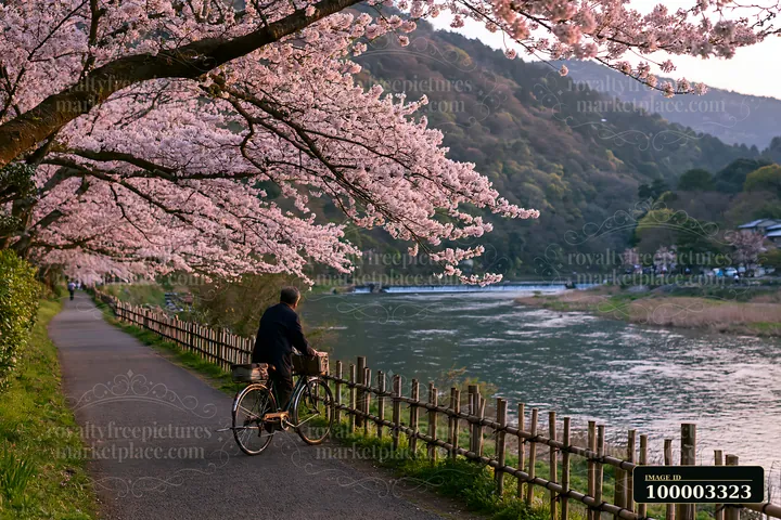 A cyclist rides along a path by a river, surrounded by cherry blossoms near Arashiyama in Japan.