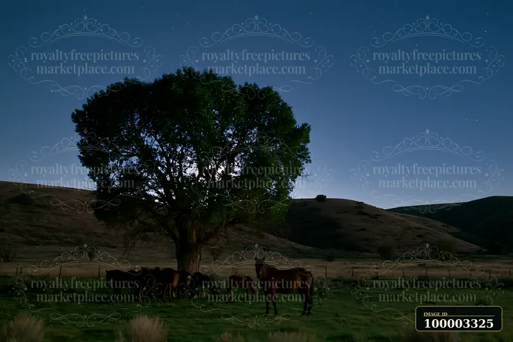 A group of wild horses stands quietly near a tree under a starry sky.