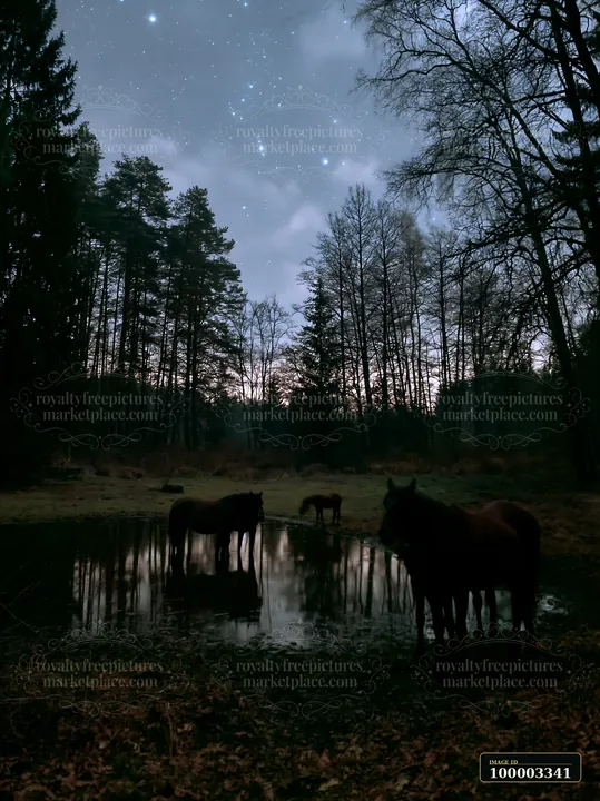 Horses stand by a water source in a dark forest under a starry sky.
