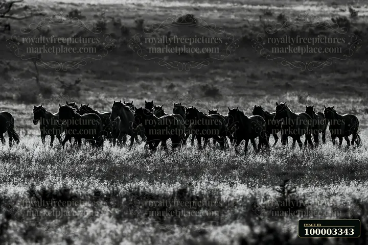 Mustangs crossing a moonlit prairie show the powerful movement of these horses as they trot through the tall grass at night.