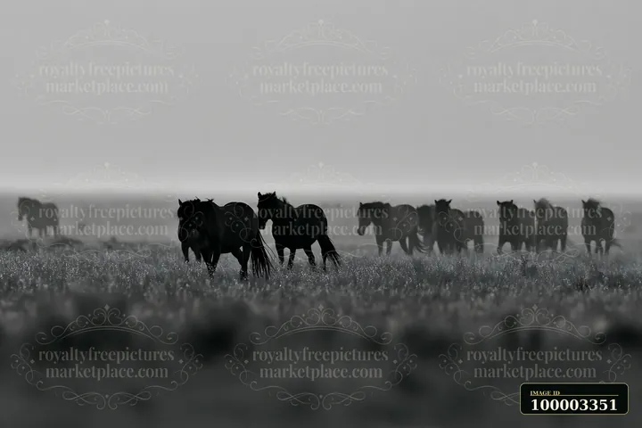 Mustangs crossing a moonlit prairie appear in silhouette against the night sky.