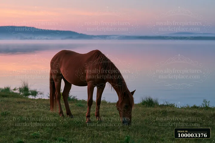 A wild horse grazes beside a lake during sunset, surrounded by grass and water.