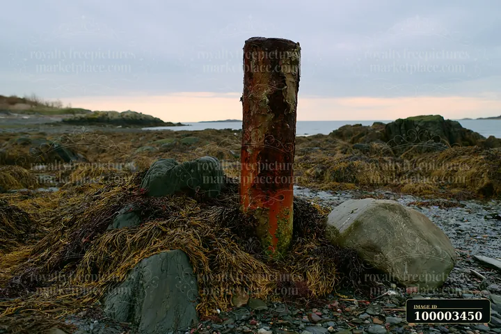 A coastal piling with peeling surface and rust stands among rocks and seaweed along the shore.