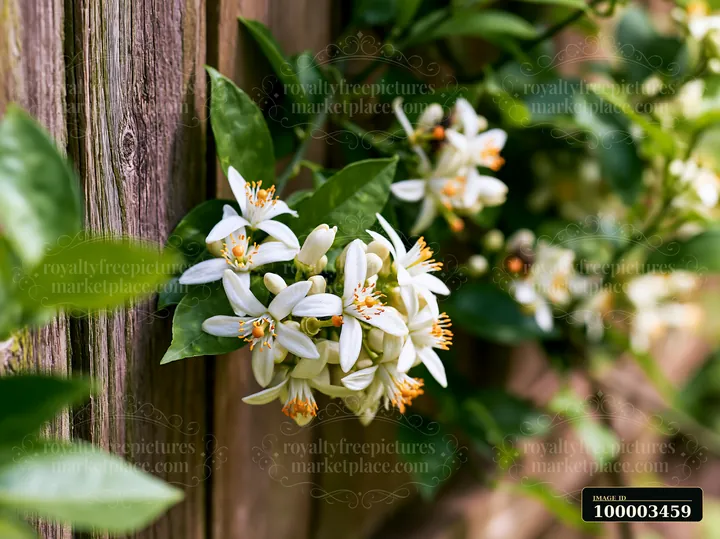 Orange tree flowers close up show white blossoms with green leaves on a wooden fence.