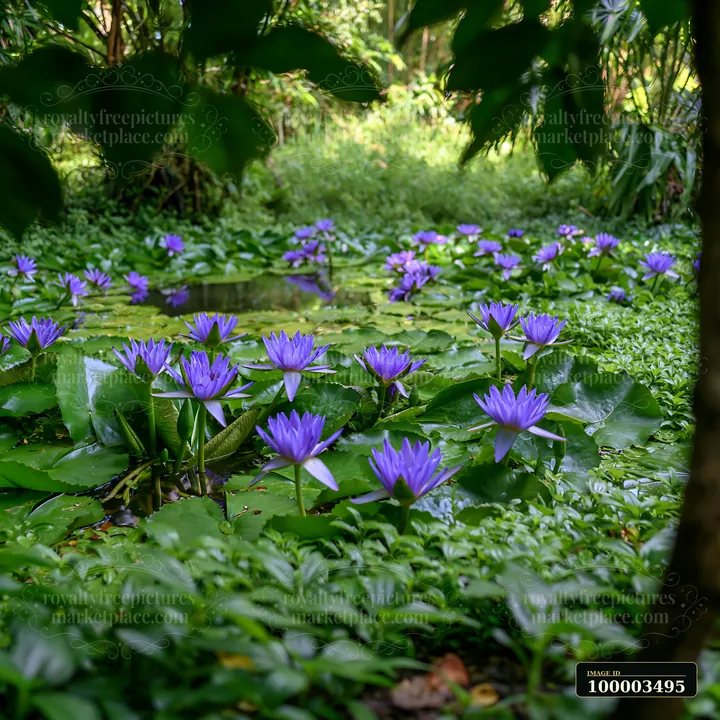 Bright purple flowers bloom around a natural pond in a tropical setting.