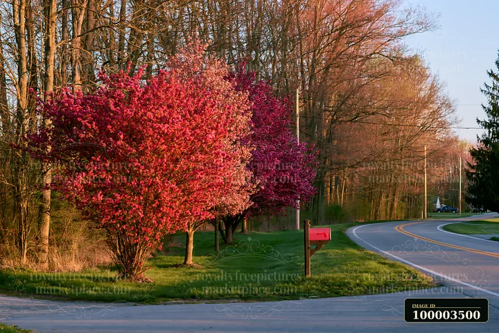Bright colorful spring trees line the edge of a country road, showcasing their vibrant blossoms.