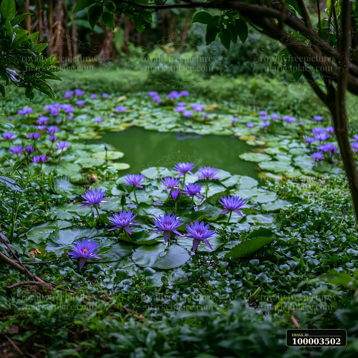 Purple flowers bloom around a natural pond, surrounded by lush greenery and plants.