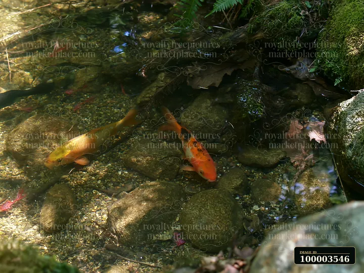 Two koi fish swim in a small pond in a natural woodland garden.