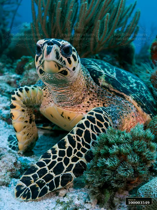 A rare sea turtle is resting on the ocean floor surrounded by coral and marine plants.