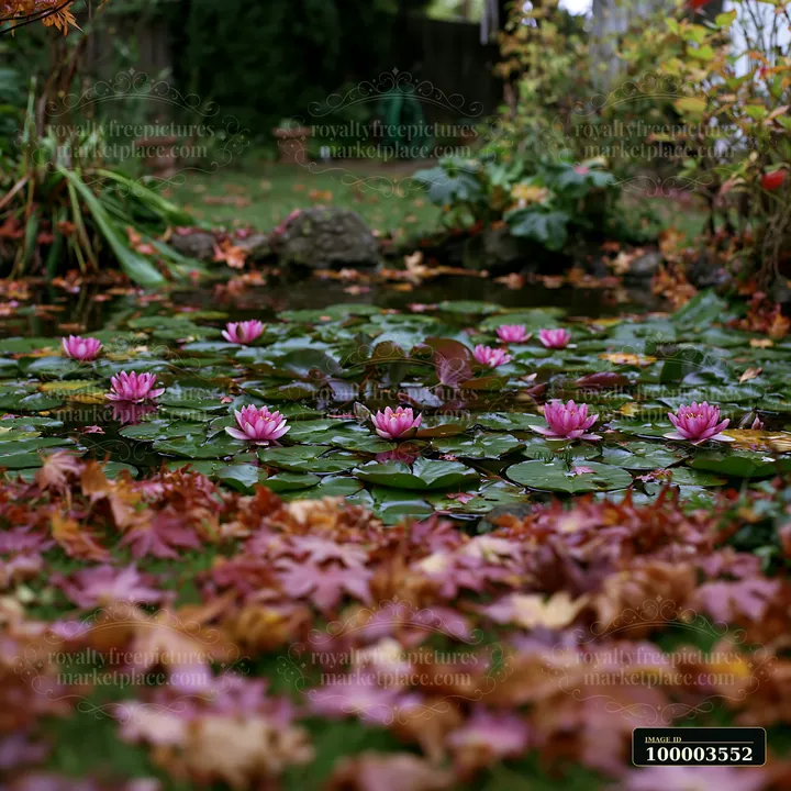 A small pond with pink water lilies is located in a garden, surrounded by fallen autumn leaves.