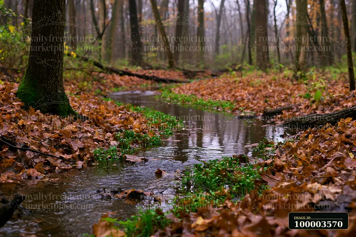 A clear watercourse flows through a woodland area covered with fallen leaves.