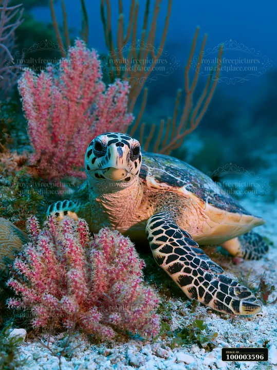 A rare sea turtle swims gracefully near vibrant coral formations in clear blue water.
