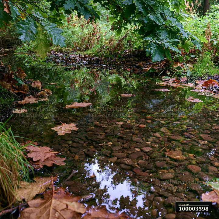 A watercourse flows gently through a forest, revealing a pebbled bed with fallen leaves resting on the surface.