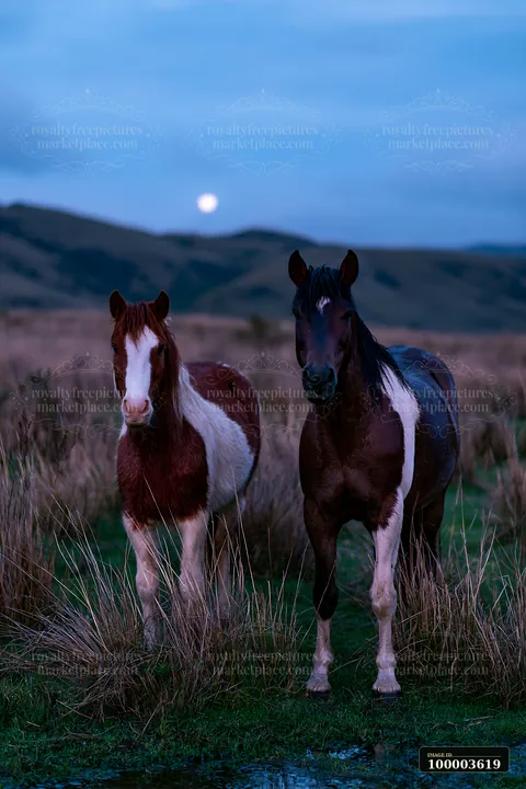 Two mustangs stand together on a grassland under a moonlit sky.