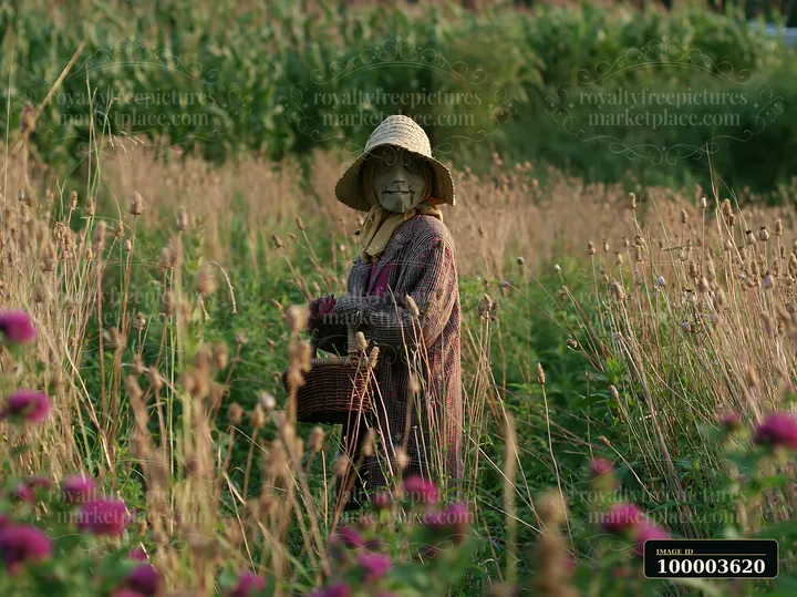 A scarecrow stands among tall grasses and flowers in a rural meadow.