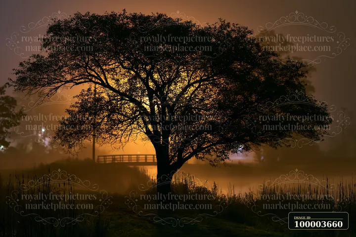 A solitary tree stands beside a still body of water, illuminated by soft light in the background.