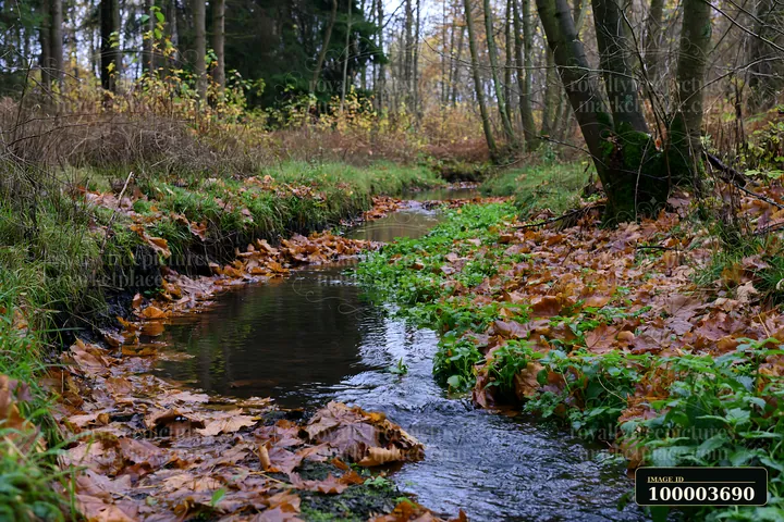 A woodland watercourse flows through a forest with fallen leaves and green vegetation along its banks.