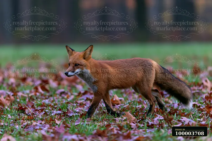 A fox walks through a meadow covered in fallen leaves.
