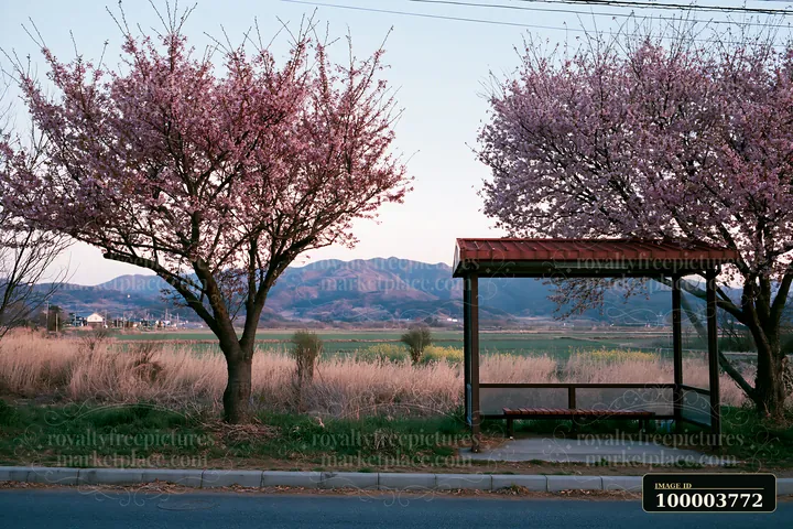 Blooming trees frame a bus stop set along a road with mountains in the background.
