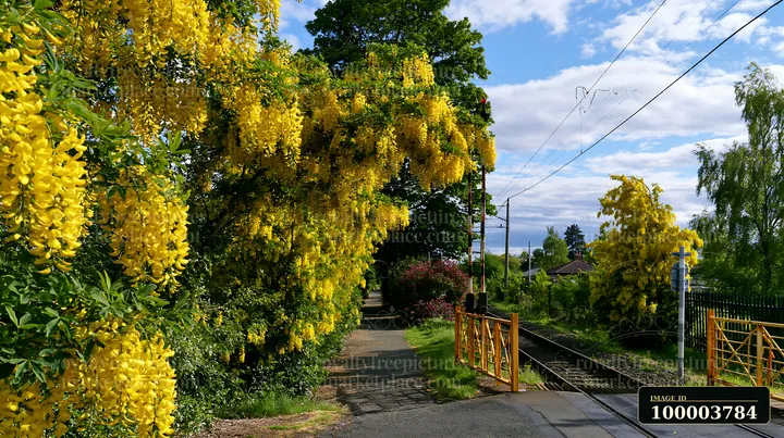 Yellow laburnum trees in full bloom line a walking path next to a railway.